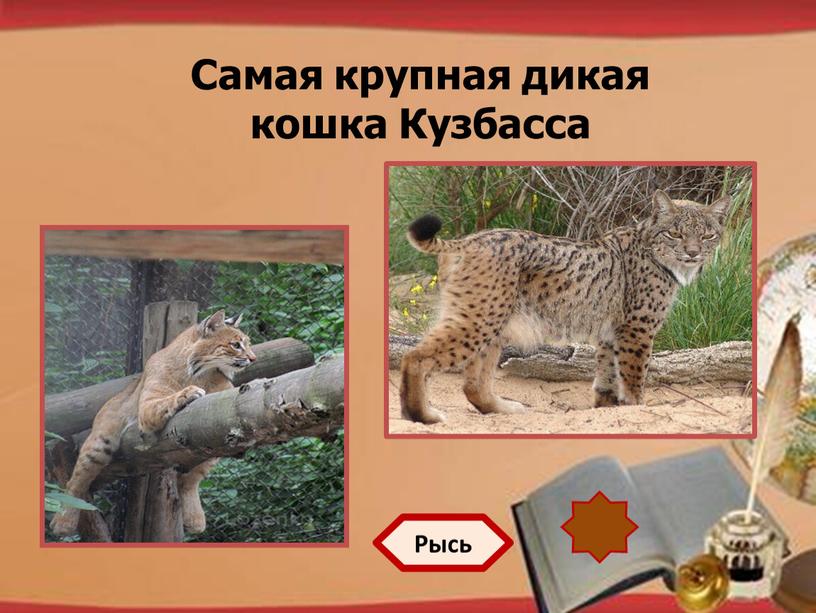 Самая крупная дикая кошка Кузбасса