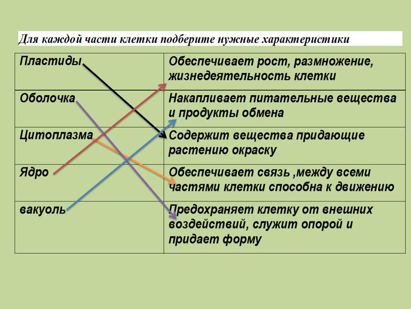 Жизнедеятельность клетки