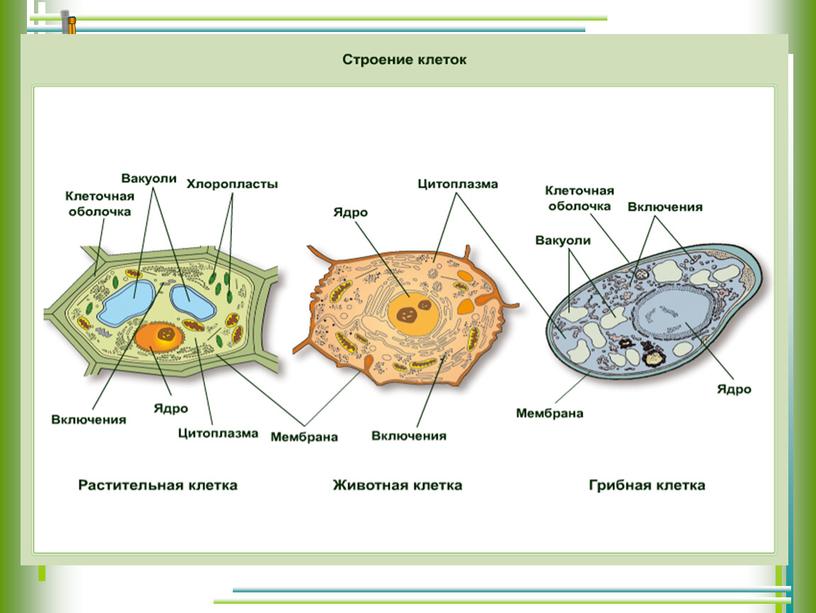 Строение клеток растений животных грибов.