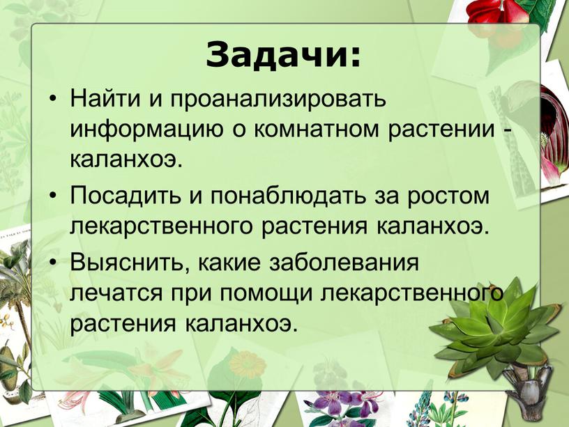 Задачи: Найти и проанализировать информацию о комнатном растении -каланхоэ