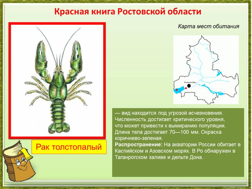 Рак толстопалый Красная книга Ростовской области — вид находится под угрозой исчезновения