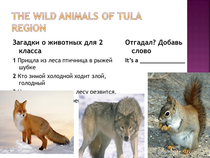 THE WILD ANIMALS OF TULA REGION