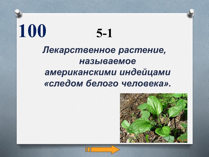 Лекарственное растение, называемое американскими индейцами «следом белого человека»