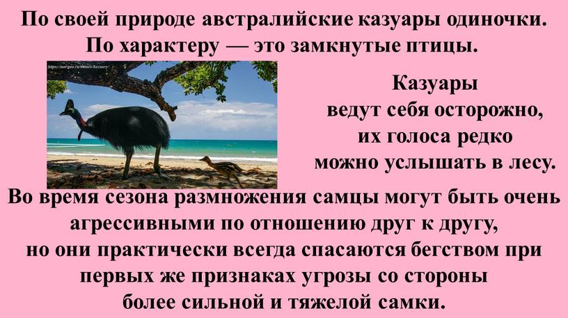 По своей природе австралийские казуары одиночки