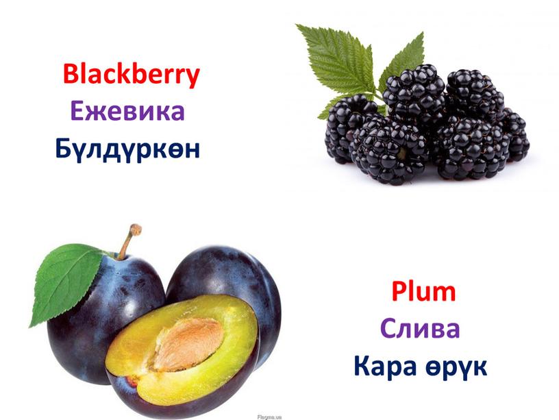 Plum Слива Кара өрүк Blackberry