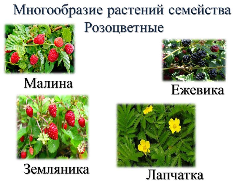 Малина Ежевика Земляника Лапчатка