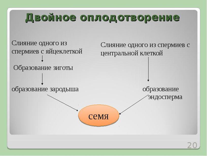 Покрытосеменные растения.