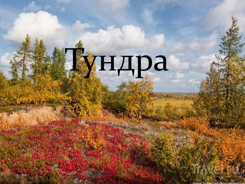 Тундра