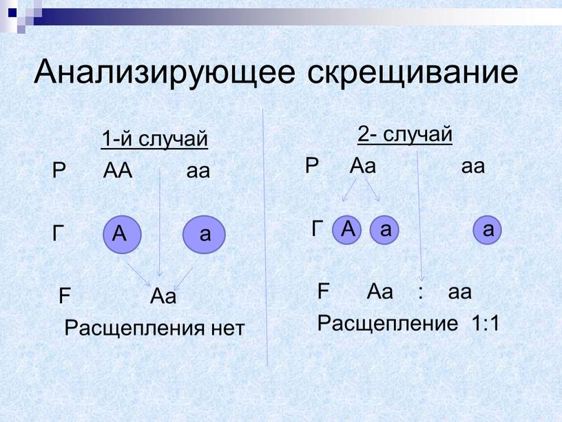 Анализирующее скрещивание 1-й случай