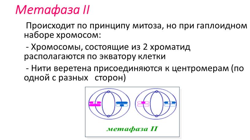 Метафаза II Происходит по принципу митоза, но при гаплоидном наборе хромосом: -