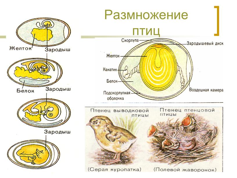 Размножение птиц