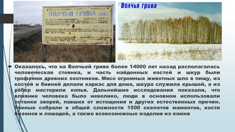 Оказалось, что на Волчьей гриве более 14000 лет назад располагалась человеческая стоянка, и часть найденных костей и шкур были трофеями древних охотников