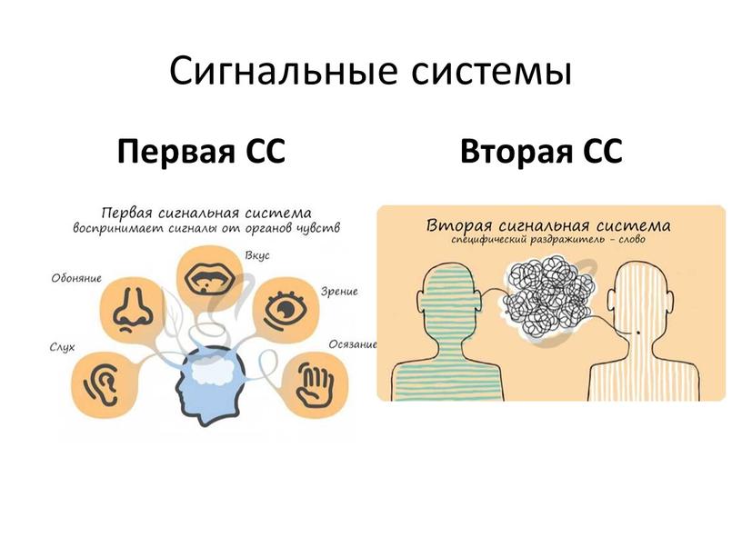 Сигнальные системы Первая СС Вторая