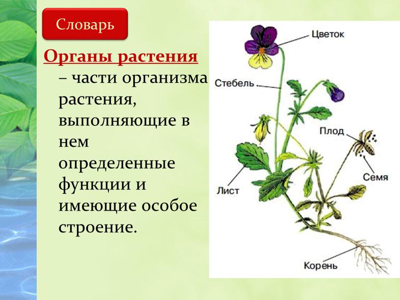 Органы растения – части организма растения, выполняющие в нем определенные функции и имеющие особое строение