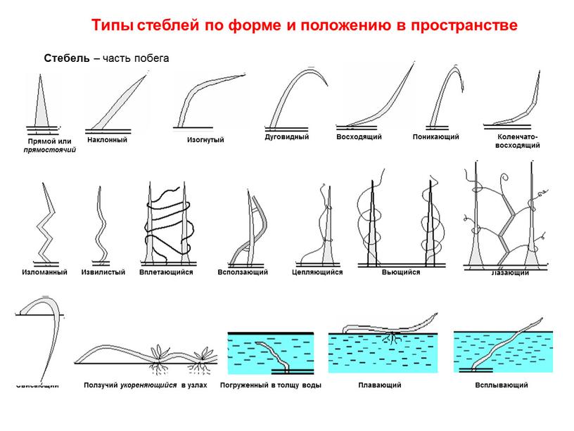 Стебель – часть побега Типы стеблей по форме и положению в пространстве