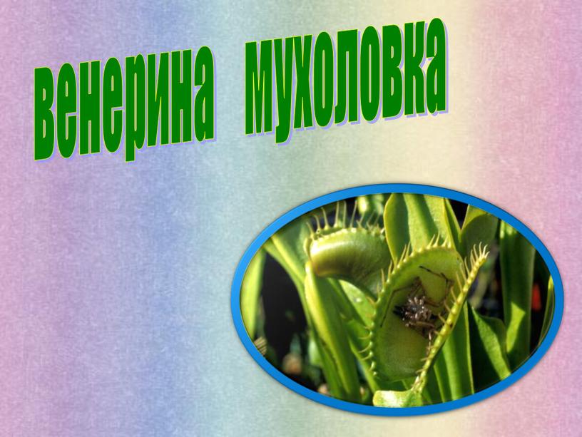 венерина мухоловка