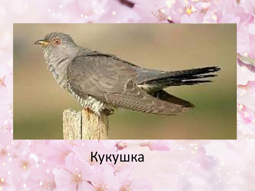 Кукушка