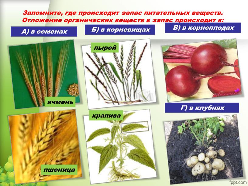 Запомните, где происходит запас питательных веществ