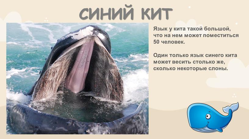 СИНИЙ КИТ Язык у кита такой большой, что на нем может поместиться 50 человек