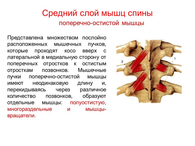 Средний слой мышц спины поперечно-остистой мышцы