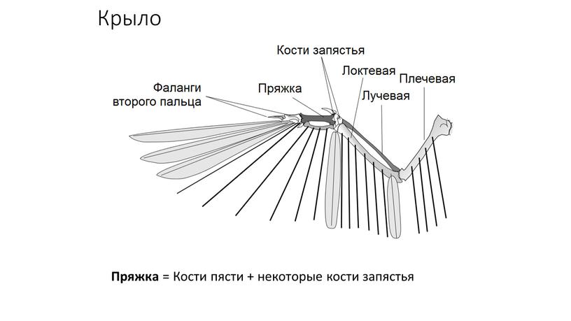 Крыло Пряжка = Кости пясти + некоторые кости запястья