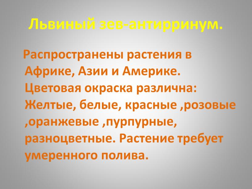 Львиный зев-антирринум. Распространены растения в