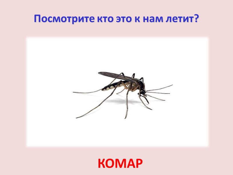 Посмотрите кто это к нам летит?