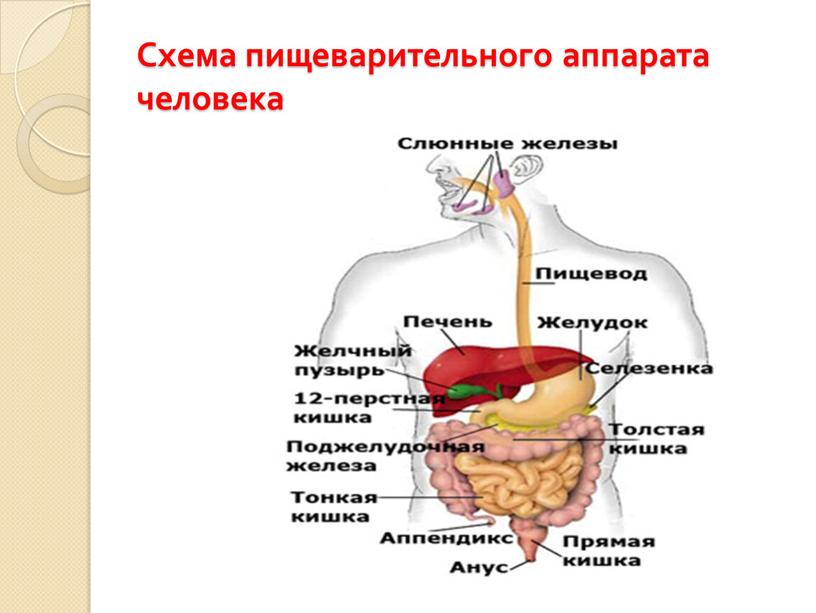 Схема пищеварительного аппарата человека