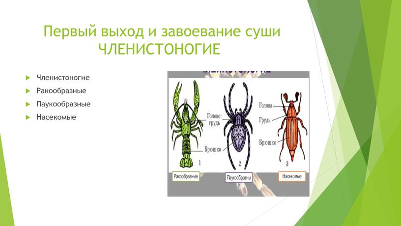 Первый выход и завоевание суши