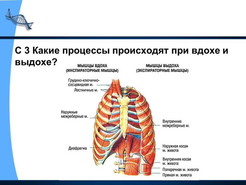 С 3 Какие процессы происходят при вдохе и выдохе?