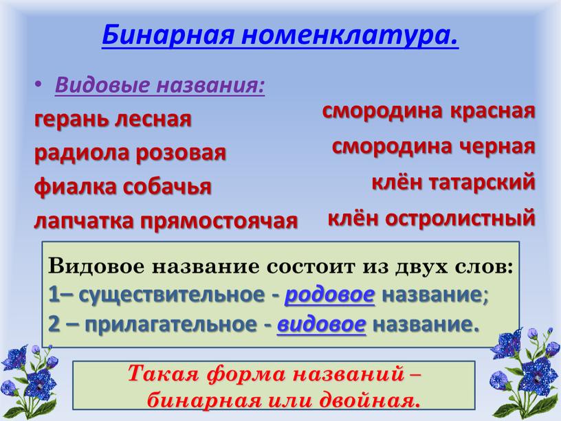 Бинарная номенклатура. Видовые названия: герань лесная радиола розовая фиалка собачья лапчатка прямостоячая смородина красная смородина черная клён татарский клён остролистный