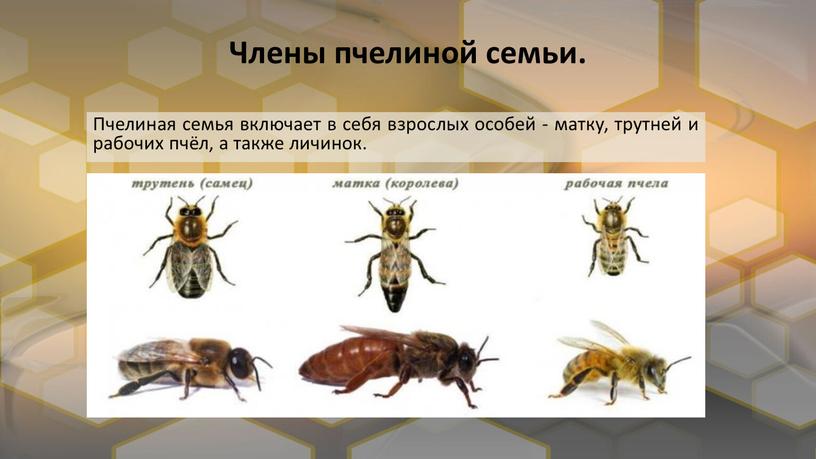 Члены пчелиной семьи. Пчелиная семья включает в себя взрослых особей - матку, трутней и рабочих пчёл, а также личинок