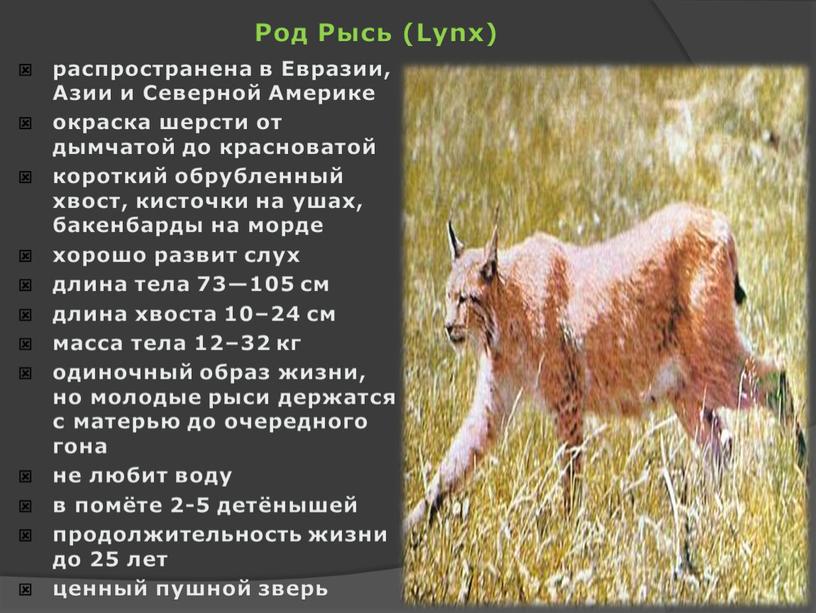 Род Рысь (Lynx) распространена в