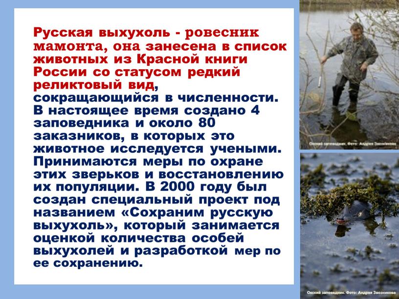 Русская выхухоль - ровесник мамонта, она занесена в список животных из