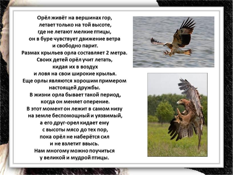 Орёл живёт на вершинах гор, летает только на той высоте, где не летают мелкие птицы, он в буре чувствует движение ветра и свободно парит