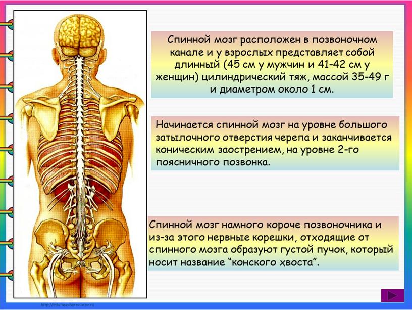 Где находится спинной мозг у человека фото признаки и лечение