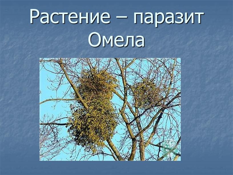 Растение – паразит Омела