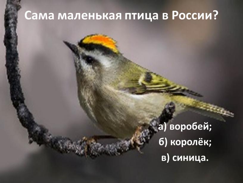 Сама маленькая птица в России? а) воробей; б) королёк; в) синица