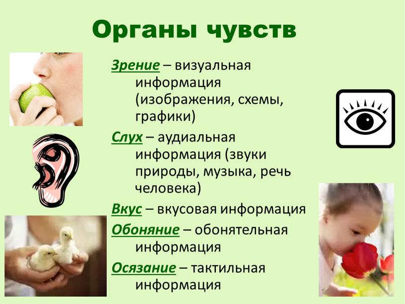 Органы чувств Зрение – визуальная информация (изображения, схемы, графики)