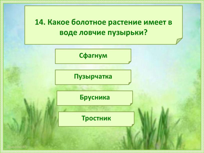 Какое болотное растение имеет в воде ловчие пузырьки?