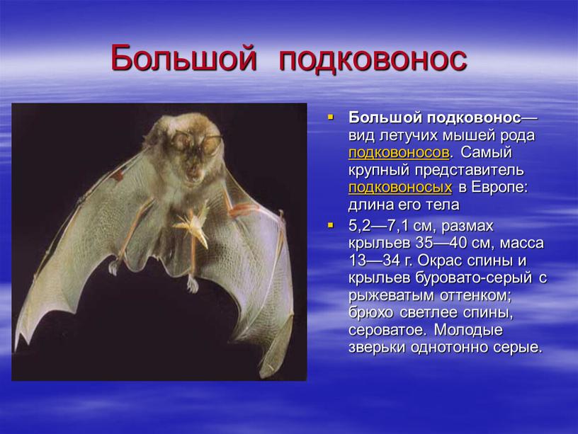 Большой подковонос Большой подковонос — вид летучих мышей рода подковоносов