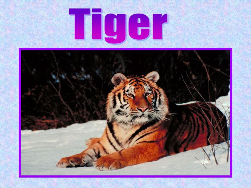 Tiger