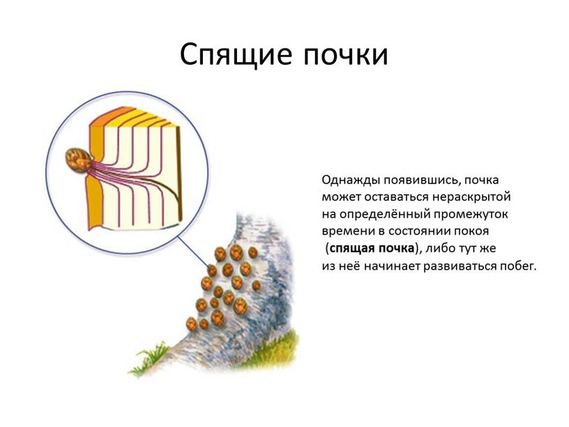 Спящие почки Однажды появившись, почка может оставаться нераскрытой на определённый промежуток времени в состоянии покоя ( спящая почка ), либо тут же из неё начинает…