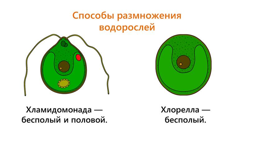 Способы размножения водорослей