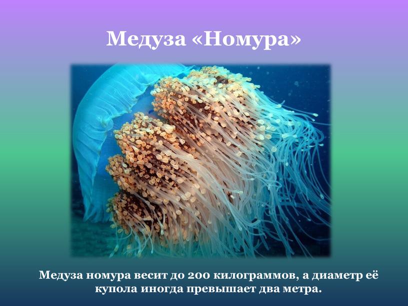 Медуза «Номура» Медуза номура весит до 200 килограммов, а диаметр её купола иногда превышает два метра