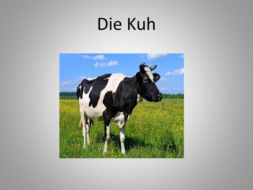 Die Kuh