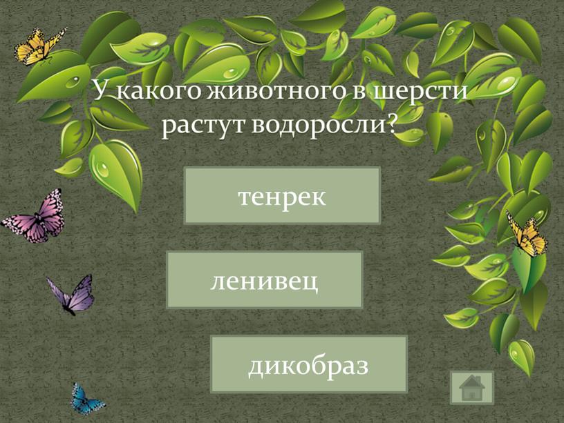 У какого животного в шерсти растут водоросли? ленивец тенрек дикобраз