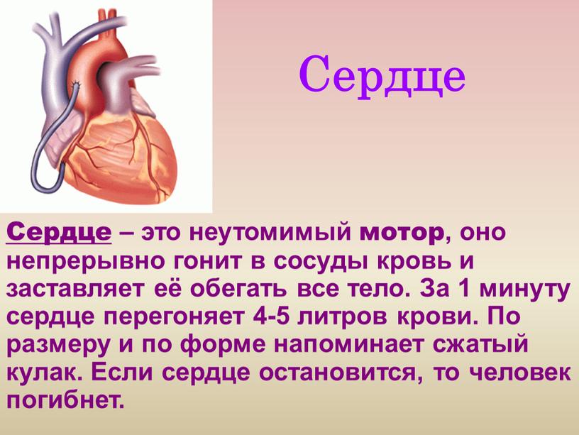 Сердце Сердце – это неутомимый мотор, оно непрерывно гонит в сосуды кровь и заставляет её обегать все тело