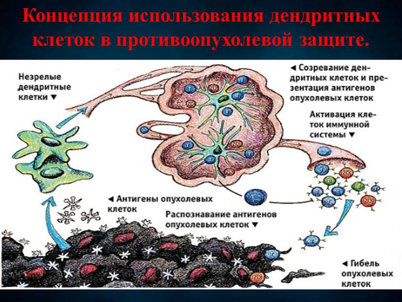 Концепция использования дендритных клеток в противоопухолевой защите