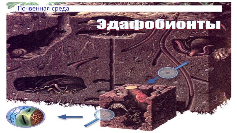 Почвенная среда Эдафобионты